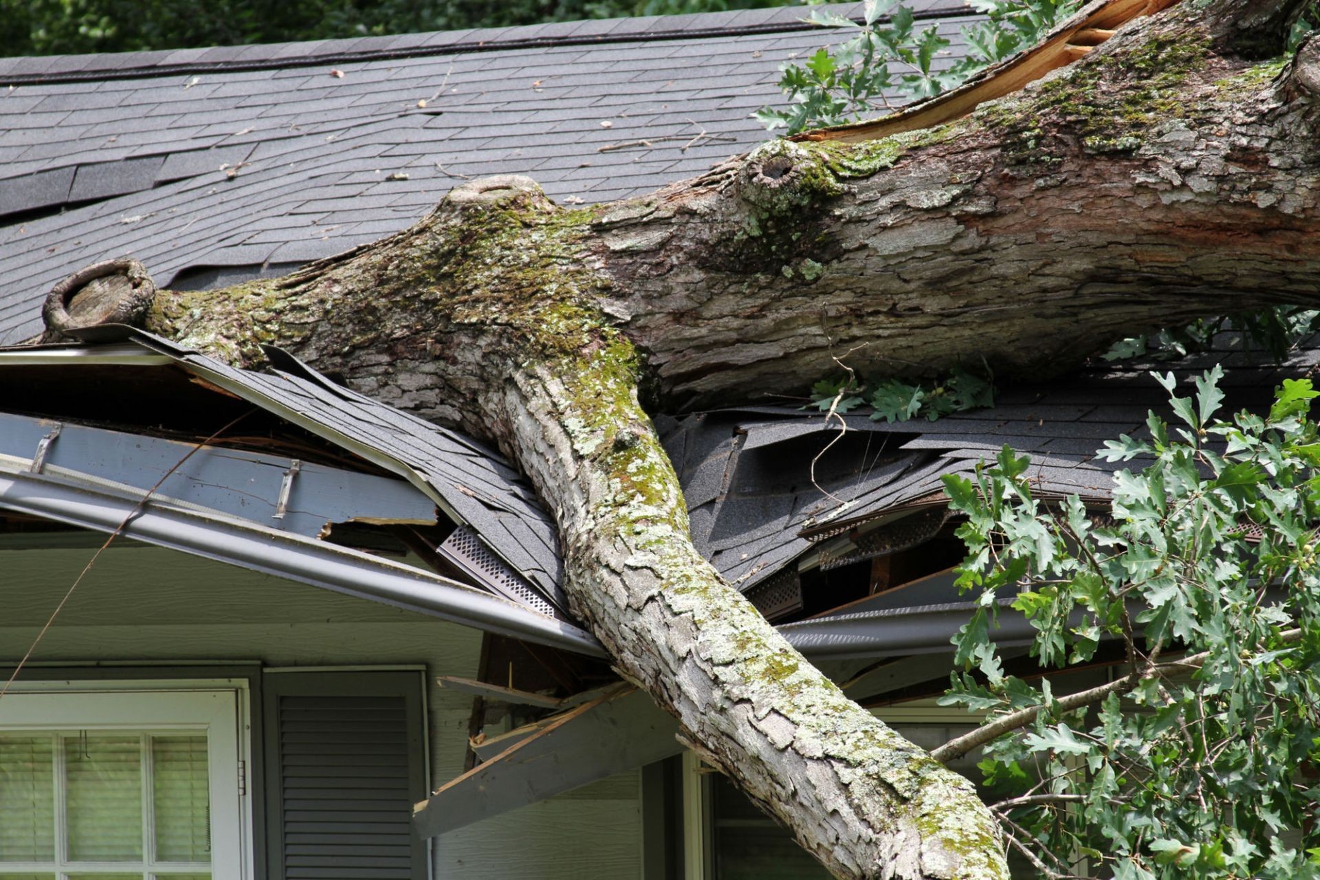 Fallen tree causing roof damage after a storm in Tampa, FL.